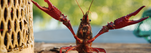 A close-up of a vibrant red crawfish with large claws, set against a blurred natural background.