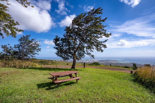 A picnic table under a tree on a grassy hill, overlooking a scenic view of the ocean and distant landscape.