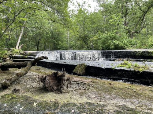 A serene forest scene featuring a small waterfall cascading over rocks, surrounded by lush greenery and trees.