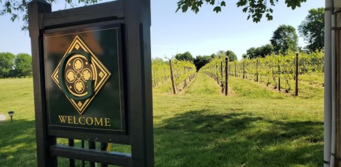 A sign reading "Welcome" in front of a lush vineyard with rows of grapevines under a clear blue sky.