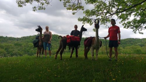 Three people stand with llamas on a grassy hill, surrounded by trees and a cloudy sky.