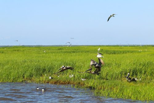 A vibrant wetland scene with various birds flying and resting among lush green grass and calm water.