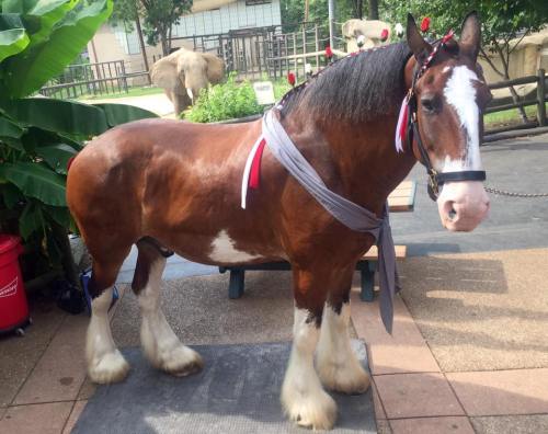A brown horse with white markings, wearing a gray sash and red ribbons, stands in a zoo-like setting.