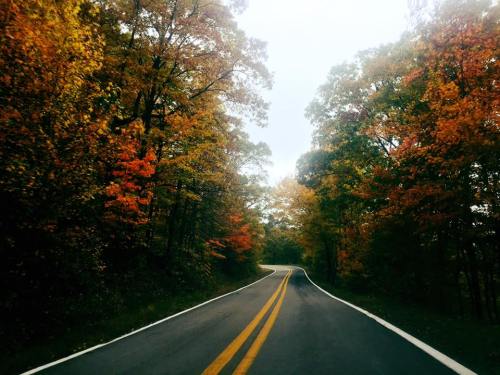 A winding road surrounded by vibrant autumn trees in shades of orange and yellow.