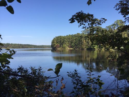 A serene lake surrounded by trees under a clear blue sky, reflecting the landscape on its calm surface.
