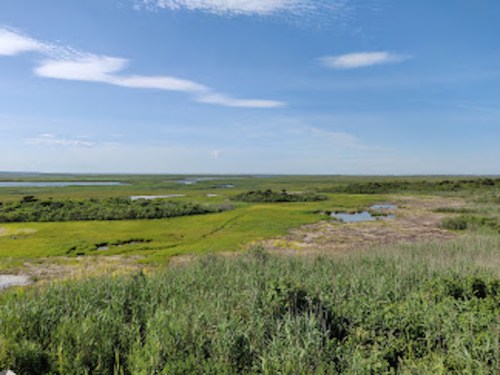 A scenic view of a lush wetland with green vegetation, small ponds, and a clear blue sky.