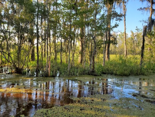 Lush wetland scene with trees, water, and green vegetation under a clear blue sky. Reflections visible in the water.