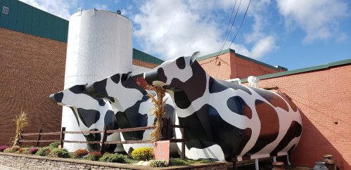 Three large, painted cow sculptures beside a silver silo, with flowers and corn stalks in front, against a blue sky.
