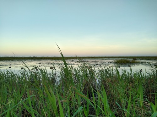 A serene wetland scene with tall grass in the foreground and a calm water surface reflecting a pastel sky.