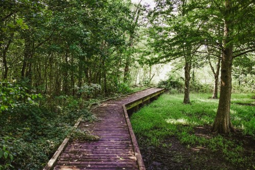 A wooden boardwalk winding through a lush green forest with trees and grass surrounding it.