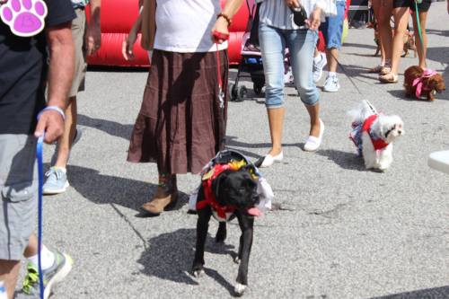 A group of people walking dogs in a festive outdoor setting, with one dog wearing a colorful outfit.