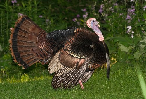 A wild turkey displaying its feathers in a lush green garden with purple flowers in the background.