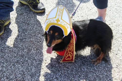 A small dog wearing a pope hat and red cape, walking on a leash with people in the background.
