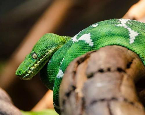 A close-up of a green snake with white markings resting on a branch.