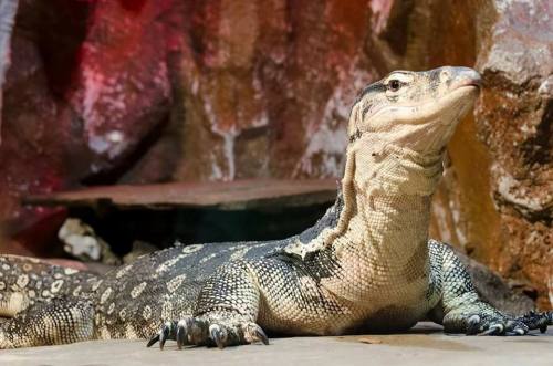 A large monitor lizard resting on a rocky surface, with a textured body and sharp claws.