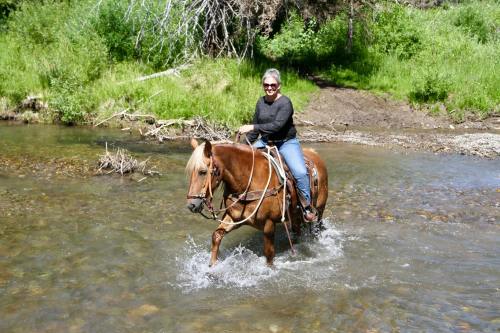 A person riding a horse through a shallow stream, surrounded by lush greenery and trees.