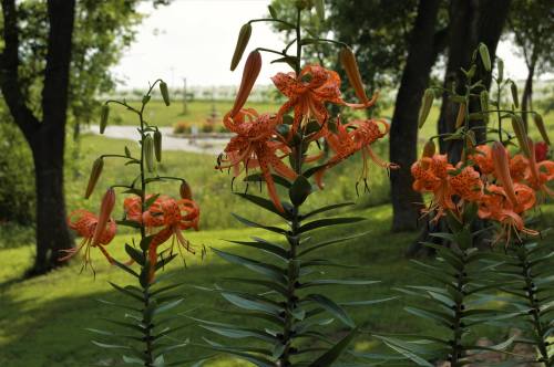 Vibrant orange lilies with spotted petals stand tall among green foliage in a sunny garden setting.