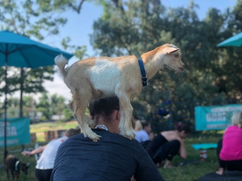 A goat stands on a person's shoulders during an outdoor yoga class, surrounded by participants and umbrellas.