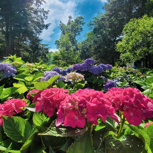 A vibrant garden filled with pink and purple hydrangeas under a clear blue sky, surrounded by lush green trees.