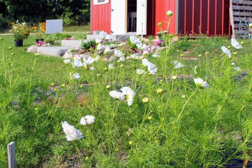 A garden with white flowers in front of a red shed, surrounded by green grass and colorful flower beds.