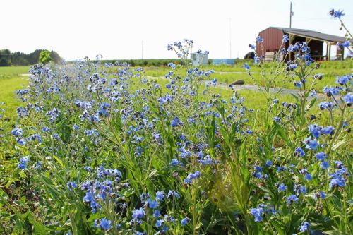 A field of blue flowers in the foreground with a rustic red barn and green landscape in the background.