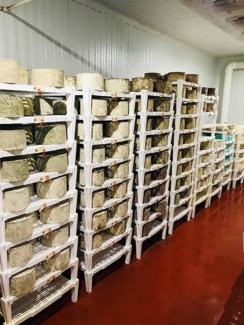 Rows of cheese wheels aging on white racks in a climate-controlled room with a red floor.