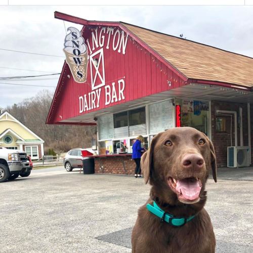 A happy brown dog stands in front of a red dairy bar, with people and cars in the background.