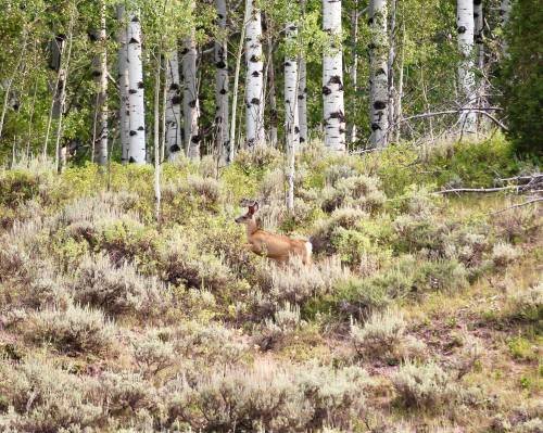 A deer stands among lush greenery and aspen trees in a forested area.