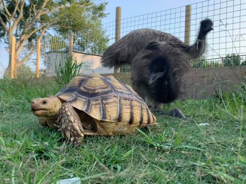 A tortoise and an emu are seen together in a grassy area, with a fence and trees in the background.