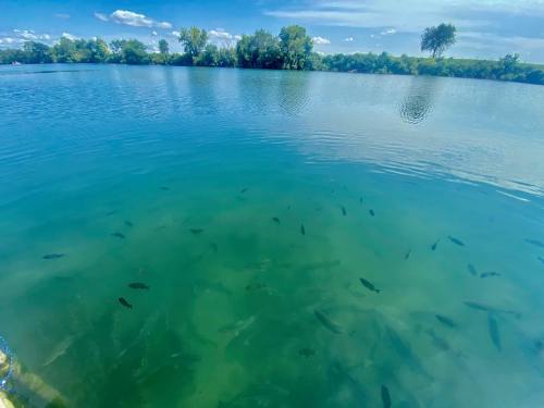 A clear blue lake with fish swimming beneath the surface and lush greenery along the shoreline under a bright sky.