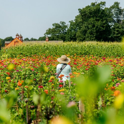 A person in a hat stands in a vibrant flower field, surrounded by colorful blooms and greenery under a clear sky.