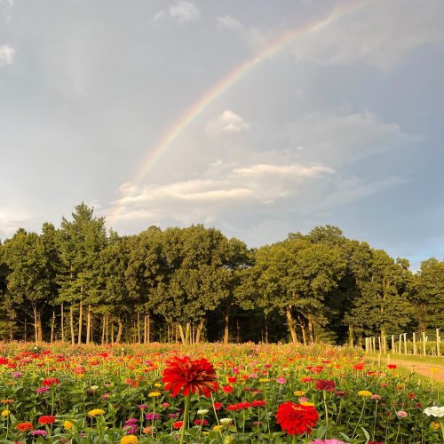 A vibrant field of flowers in bloom under a cloudy sky, with a rainbow arching above the trees in the background.