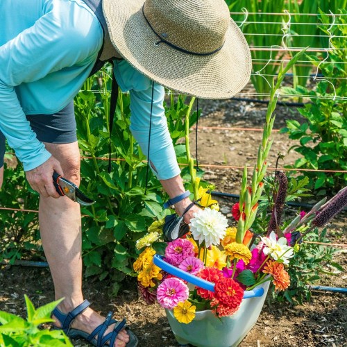 A person in a sun hat tends to colorful flowers in a garden, holding pruning shears and a bucket of blooms.