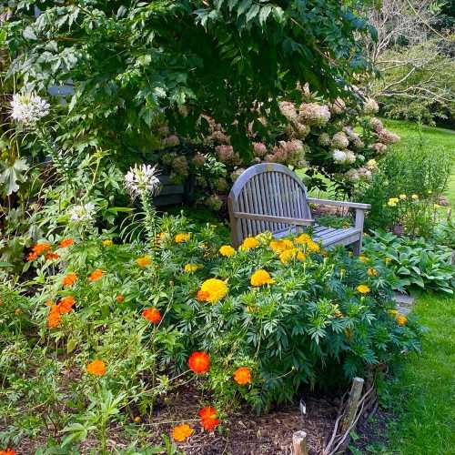 A wooden bench surrounded by vibrant orange and yellow flowers in a lush garden setting.