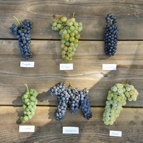 A wooden table displays six bunches of grapes, labeled with their varieties: Marquette, St. Croix, La Crescent, and more.