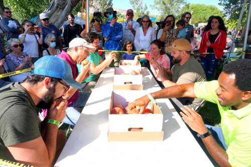 A competitive apple-eating contest with participants focused on their boxes, while a crowd watches eagerly.