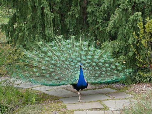 A vibrant peacock displays its colorful feathers while walking along a stone path in a lush garden.