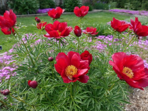 Vibrant red peonies bloom amidst a lush green garden, surrounded by purple flowers in the background.