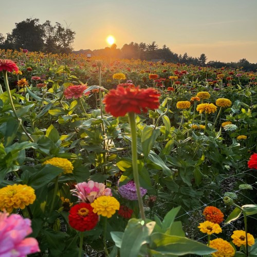 A vibrant field of colorful flowers at sunset, with the sun casting a warm glow over the landscape.
