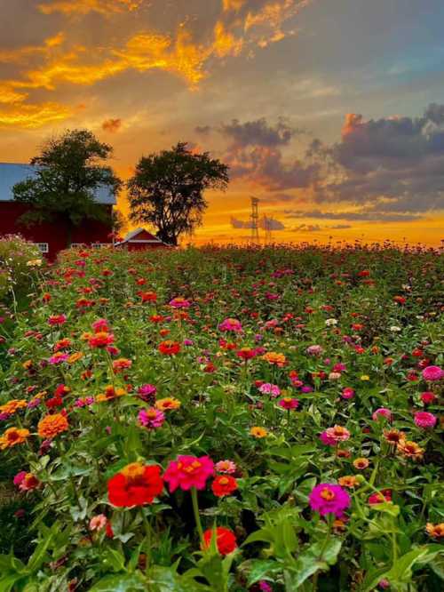 A vibrant field of colorful flowers under a dramatic sunset sky, with a red barn and trees in the background.