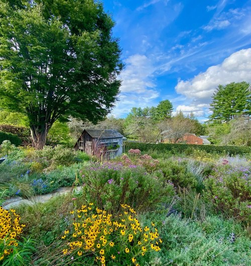 A vibrant garden filled with colorful flowers, lush greenery, and a rustic shed under a bright blue sky.