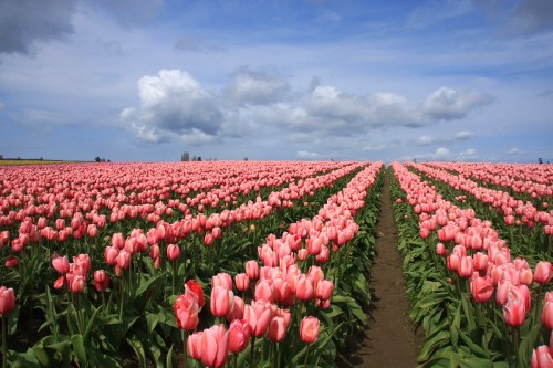 A vibrant field of pink tulips stretches under a blue sky with fluffy clouds.