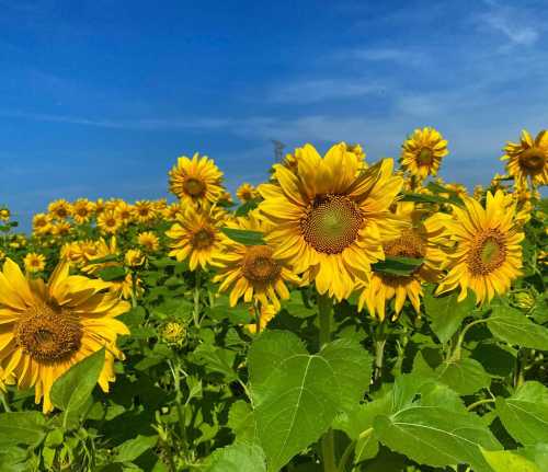 A vibrant field of sunflowers under a clear blue sky, showcasing bright yellow petals and green leaves.