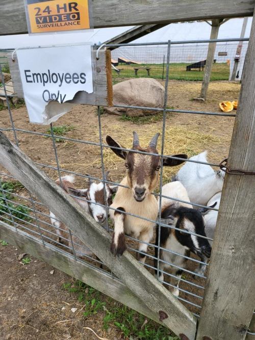 A curious goat leans over a fence labeled "Employees Only," with other goats nearby in a farm setting.