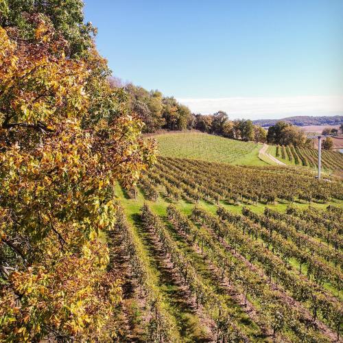 A scenic vineyard with rows of grapevines, surrounded by trees and rolling hills under a clear blue sky.