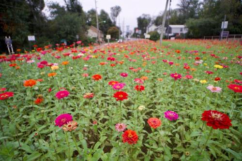 A vibrant field of colorful flowers in various shades, stretching into the distance under a cloudy sky.