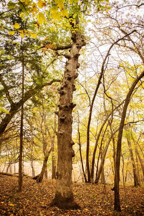 A tall tree with a textured trunk stands among other trees, surrounded by autumn foliage and fallen leaves.