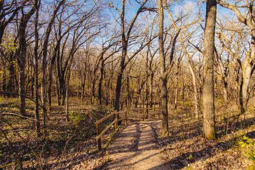 A winding path through a forest with bare trees and fallen leaves under a clear blue sky.