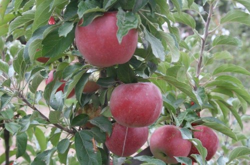 Red apples hanging from a green-leaved tree branch in a natural setting.