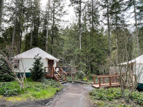 Two yurts with wooden decks nestled among tall trees in a lush forest setting.